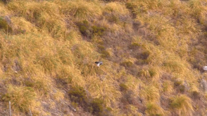 广角镜头黑胸秃鹰以攻击姿态俯冲到山谷中，腿下垂，geranoaetus melanoleucus