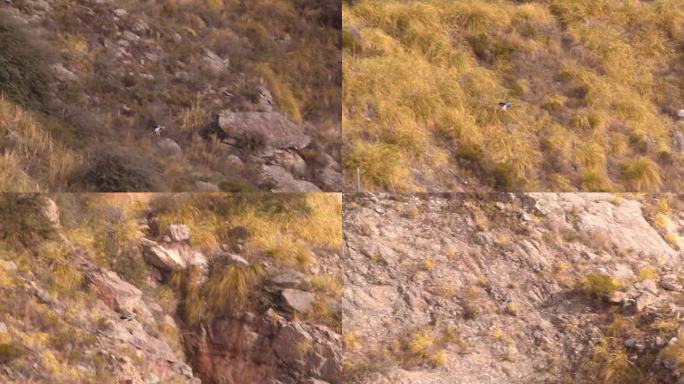 广角镜头黑胸秃鹰以攻击姿态俯冲到山谷中，腿下垂，geranoaetus melanoleucus