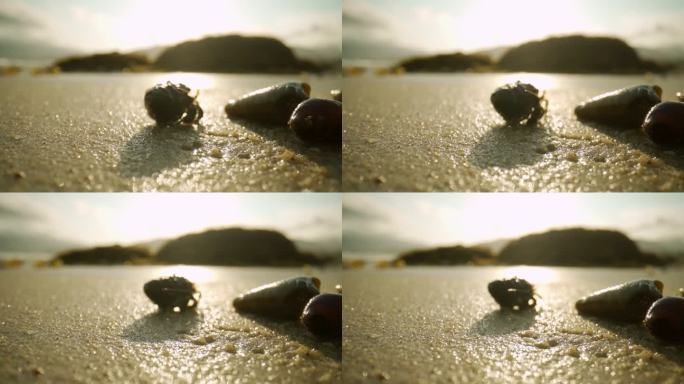 海底生物珊瑚寄居蟹水下微距视频4k