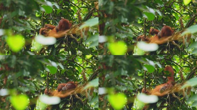 北苏门答腊丛林里，一只雌猩猩站在树上