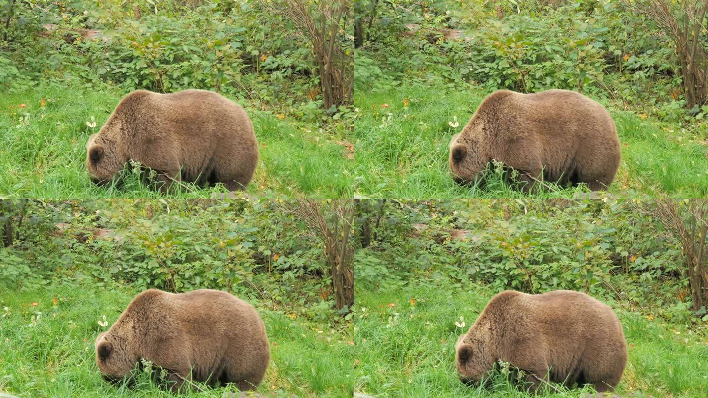 在德国黑森林的熊保护区，一只大棕熊的特写镜头