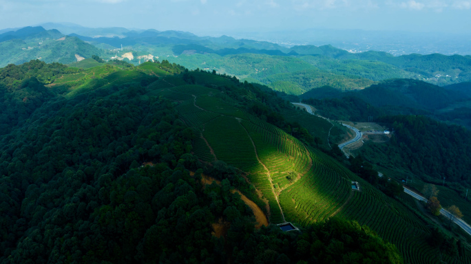 4K 茶山航拍延时