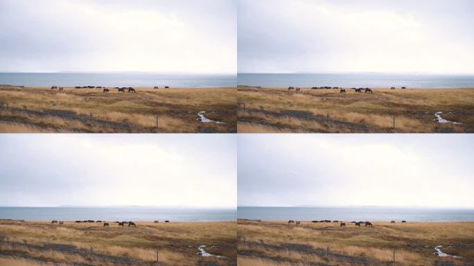 一群野马在海风吹过的海边草地上吃草。