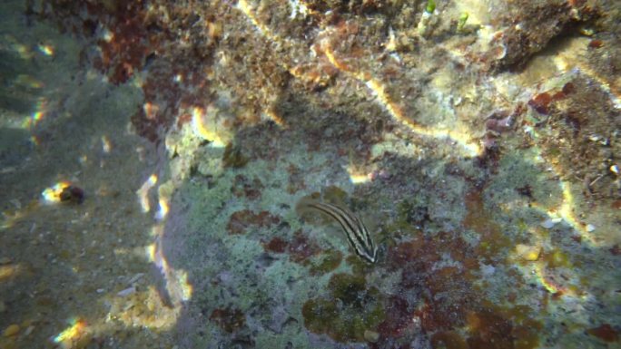 海底生物珊瑚寄居蟹水下微距视频4k