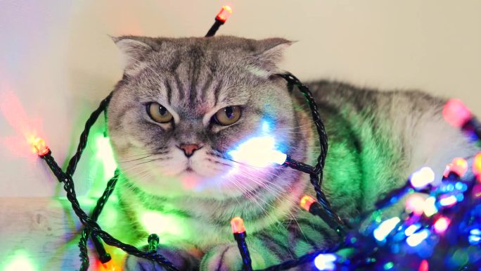 等待圣诞节的猫。猫包灯。圣诞节的心情。