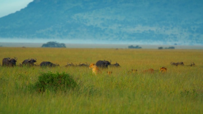 SLO拍摄的狮子和水牛在田野。野生动物都在国家保护区。塞伦盖蒂国家公园的景色。