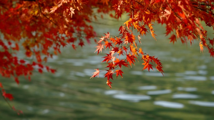 湖边的红枫枫叶红叶金秋唯美意境湖边秋色