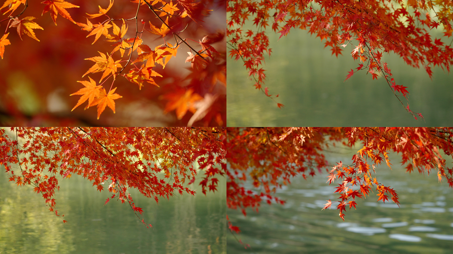 湖边的红枫枫叶红叶金秋唯美意境湖边秋色