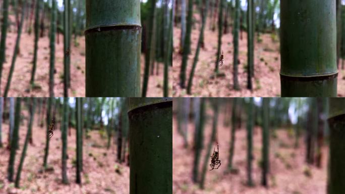 竹林中的蜘蛛