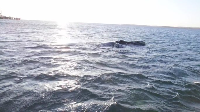 南露脊鲸母亲和幼鲸的平视镜头，太阳照在地平线上，远处的码头被镜头光晕照亮