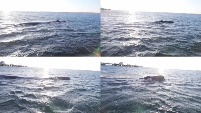 南露脊鲸母亲和幼鲸的平视镜头，太阳照在地平线上，远处的码头被镜头光晕照亮