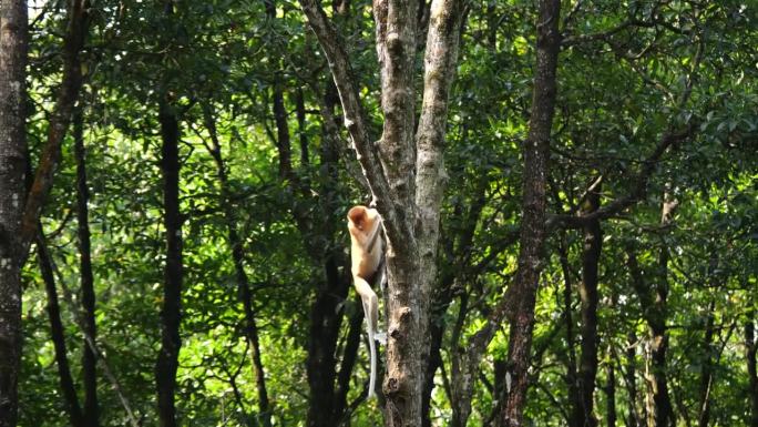 雌长鼻猴爬下红树。