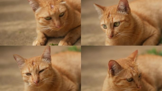 家养的户外姜猫，头上有猫斗伤，鼻子上有抓痕，移动雷达耳朵，倾听声音，从敌人和危险中向外看，特写镜头