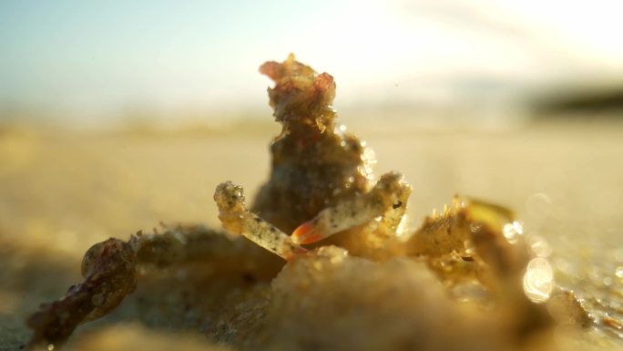 海底生物珊瑚寄居蟹水下微距视频4k