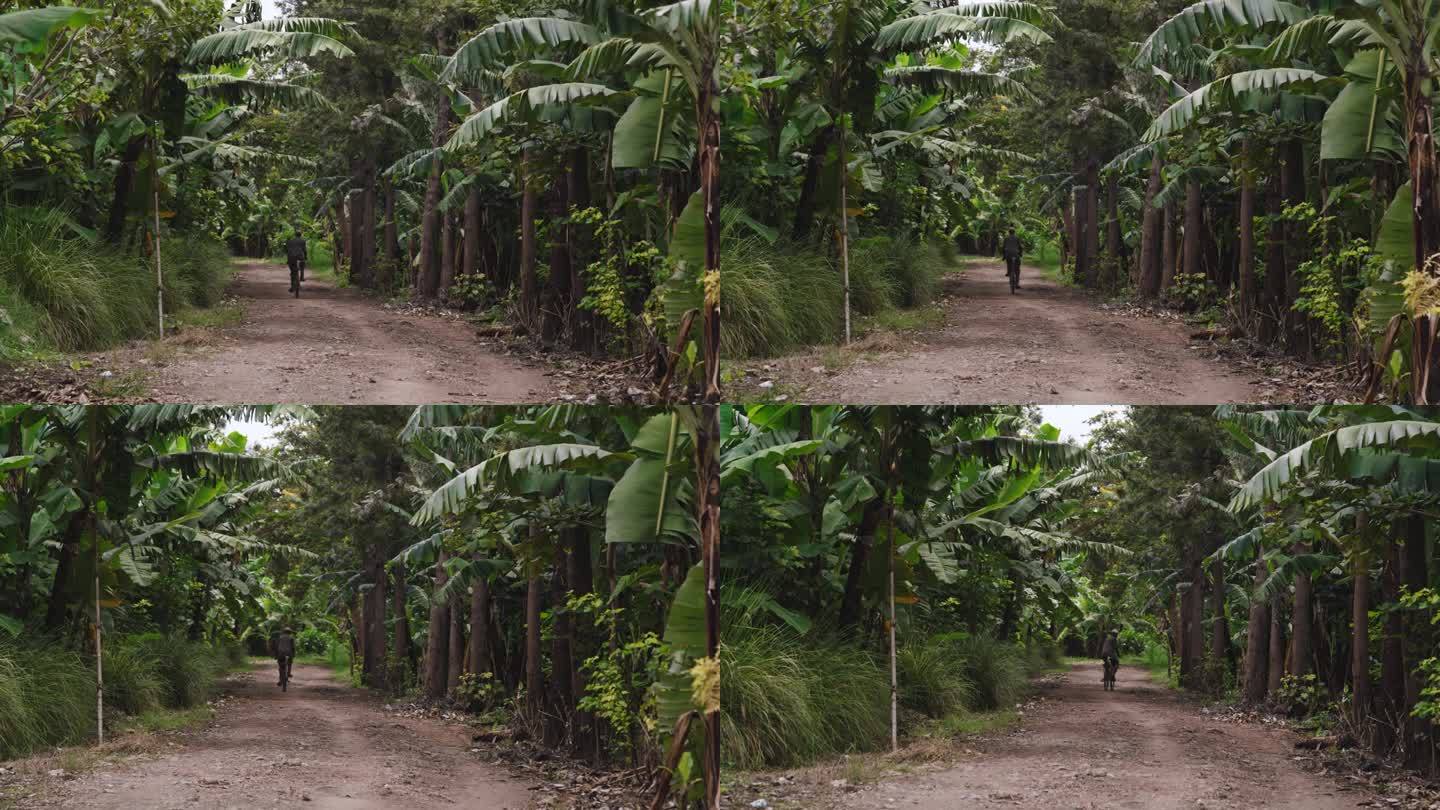 男人骑自行车的慢镜头。农场香蕉树间的土路，观赏农业景观。