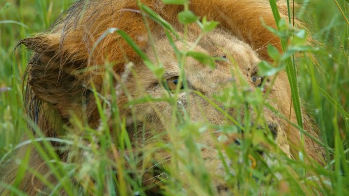 狮子在草丛中四处张望。食肉动物正在放松。他现在在塞伦盖蒂国家公园。