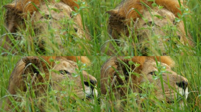 狮子在草丛中四处张望。食肉动物正在放松。他现在在塞伦盖蒂国家公园。