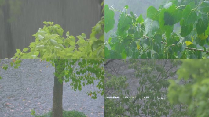 城市下暴雨倾盆大雨下雨天雨水雨滴植物树叶