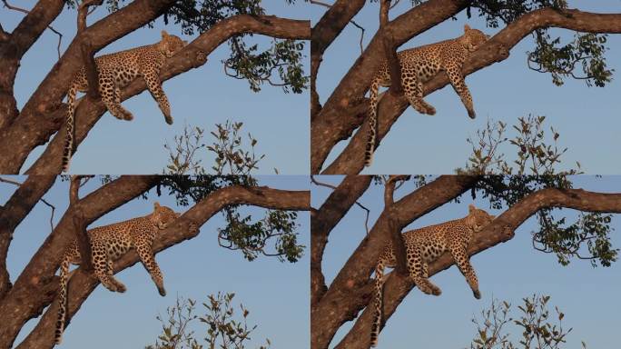 黄昏前的黄金时间里，豹子在树上懒洋洋地躺着。特写镜头。