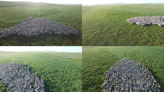 内蒙古草原绵羊群大远景航拍