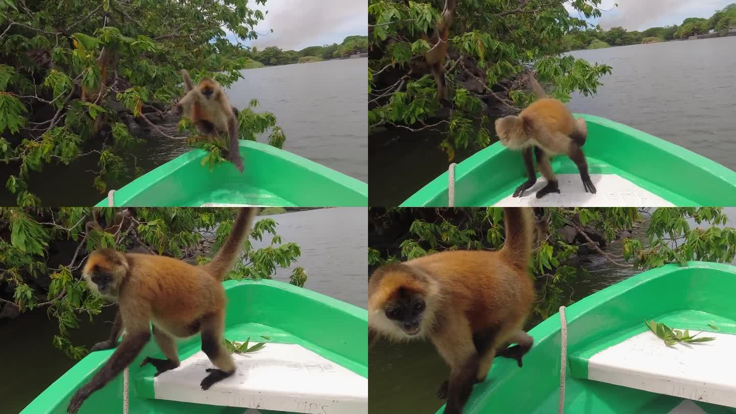 蜘蛛猴从树上跳上游船，寻找食物
