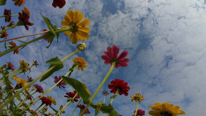 花径花田花海格桑花