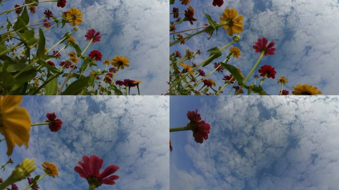 花径花田花海格桑花