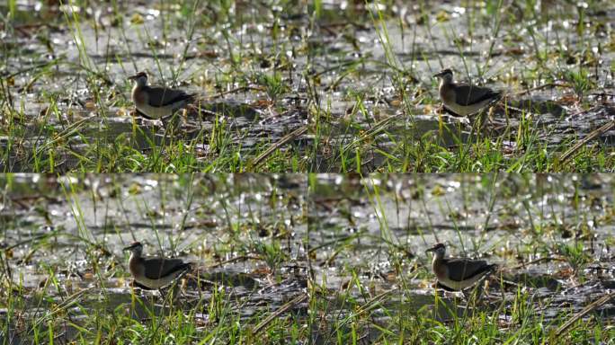 在尼泊尔奇旺国家公园的沼泽里，一只幼年的青铜翅叶鹃。