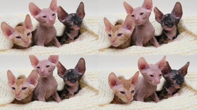 可爱的四只斯芬克斯小猫在浅色背景