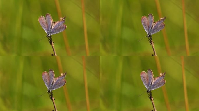 一只普通的蓝蝴蝶(蛱蝶)栖息在草茎上