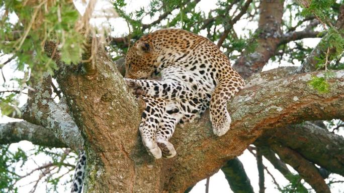 在塞伦盖蒂国家公园的树上休息时，豹子在舔自己。豹子清洗自己