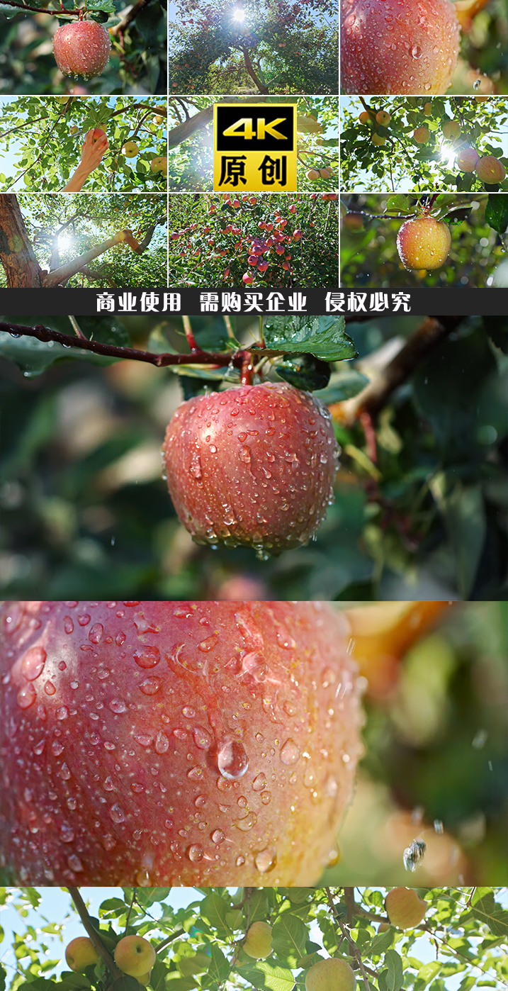 苹果农业水果苹果树果园红苹果红富士苹果