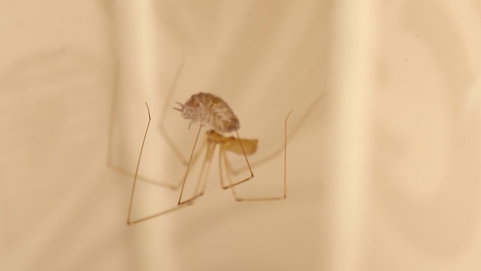 地窖蜘蛛正在吃它的猎物(药虫)。蜘蛛孤立地在荒无人烟的地方移动。蜘蛛在它的网上的特写。