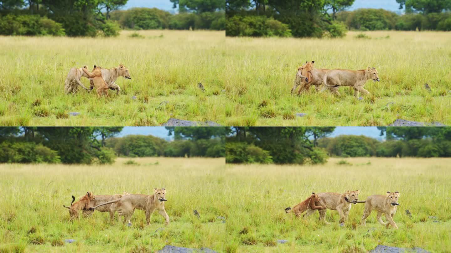 肯尼亚马赛马拉国家自然保护区的非洲野生动物，在马赛马拉北部保护区的平原上，顽皮的小狮子幼崽在打斗，互