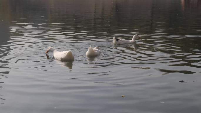 湖边自由自在游水的鸭子和大鹅