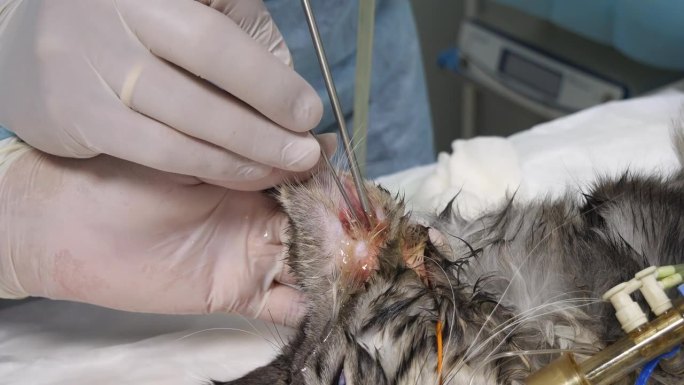猫在麻醉下进行内窥镜检查的耳道与组织学样本的收集。一只抱怨耳朵疼痛的猫接受了内窥镜检查。