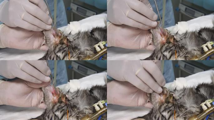 猫在麻醉下进行内窥镜检查的耳道与组织学样本的收集。一只抱怨耳朵疼痛的猫接受了内窥镜检查。