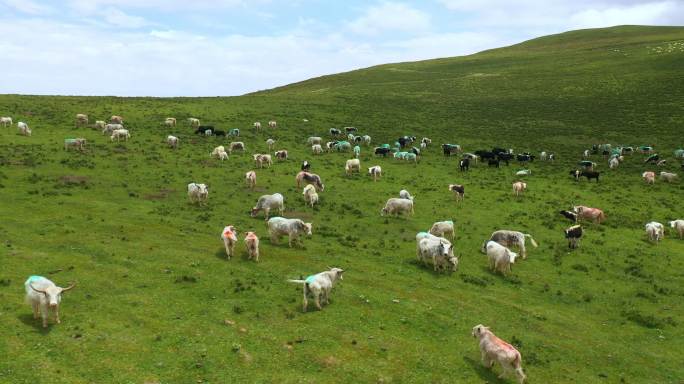 4k草原牛羊群