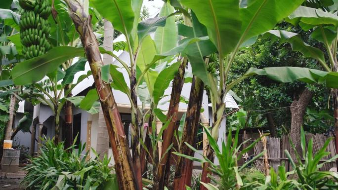 房子外面的香蕉树。后院农场里未成熟的水果。农田景观。