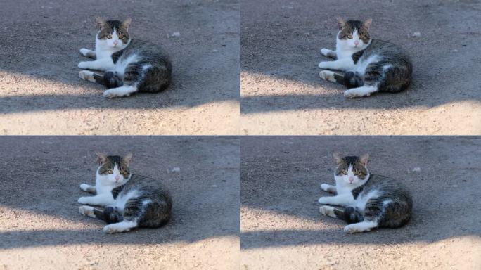 猫环顾四周，躺在细碎的砾石上。