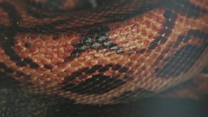 红蛇皮(巴西彩虹蛇)