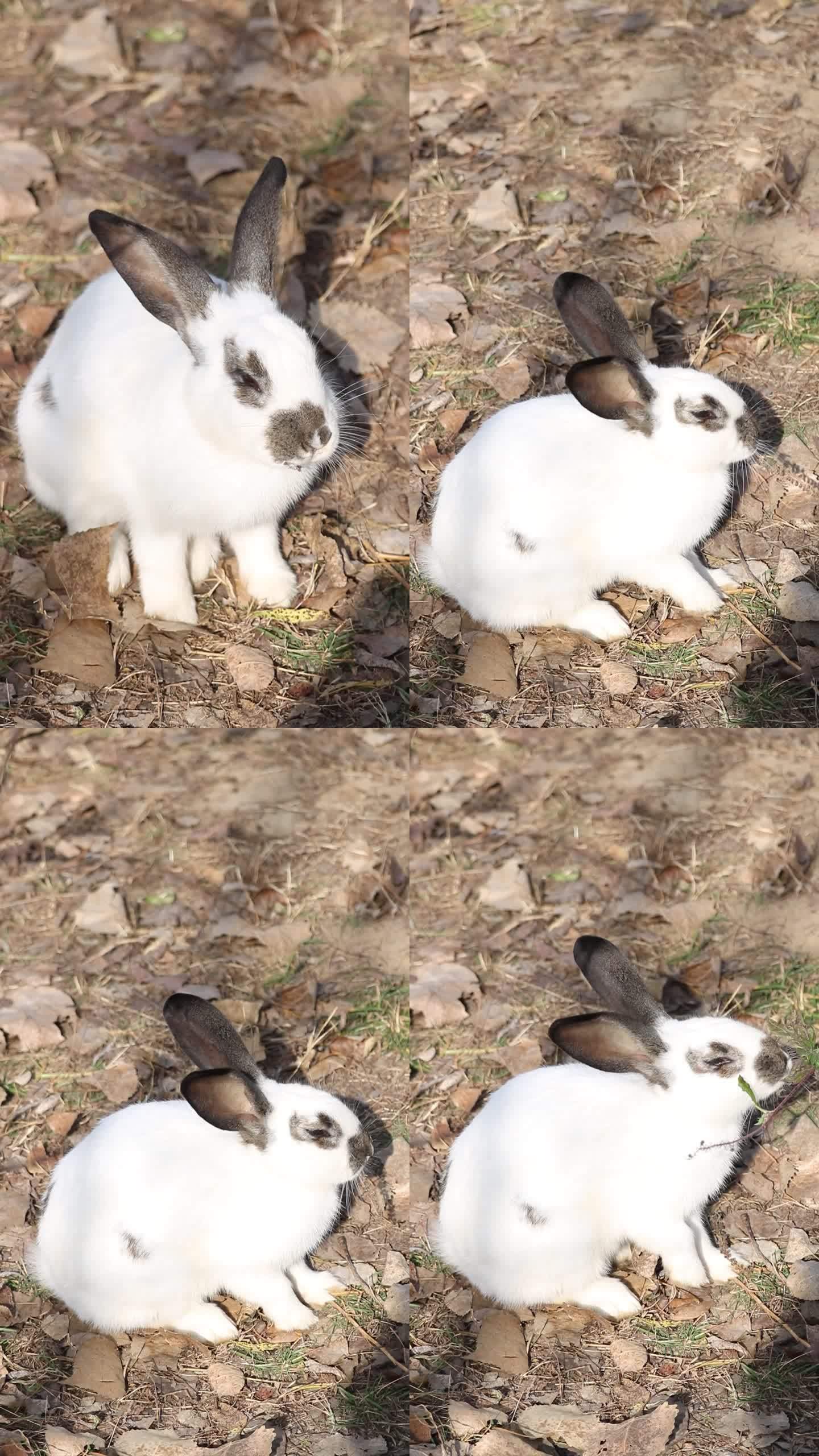 小白兔吃食