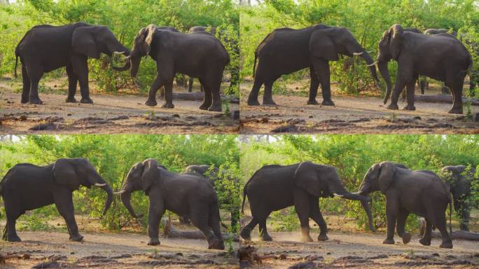两只非洲丛林象(Loxodonta africana)互相打斗。公象的战斗