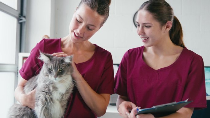 女兽医和实习兽医护士检查宠物猫手术的特写