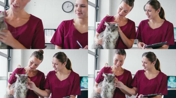 女兽医和实习兽医护士检查宠物猫手术的特写