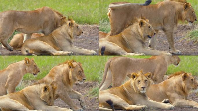 狮子在野外放松的慢镜头。自然保护区的野生动物。塞伦盖蒂国家公园里有野生动物。