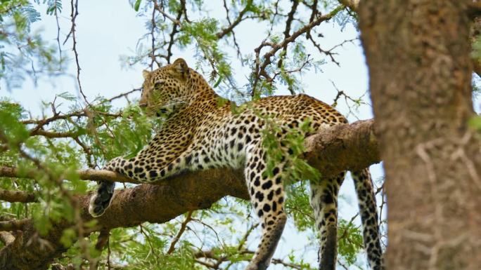 在塞伦盖蒂国家公园的一根树枝上休息时，豹子往远处看的低角度倾斜镜头