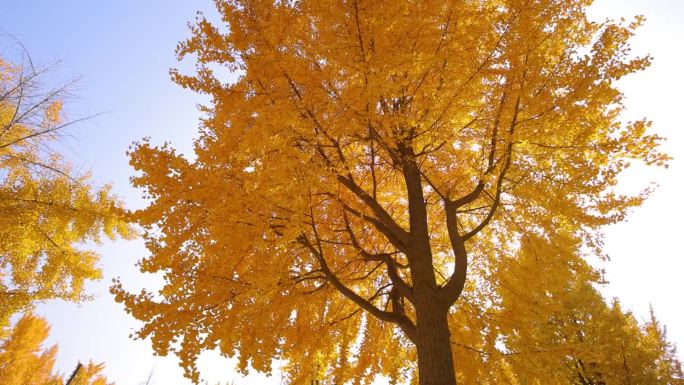 秋天的银杏树秋日风景金色秋天树林仰拍