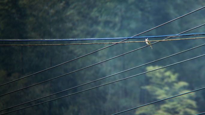 竹林与站在电线上的野生小鸟