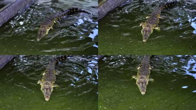 印度尼西亚Barnacles鳄鱼养殖场的咸水湿地中的咸水鳄鱼。高角度